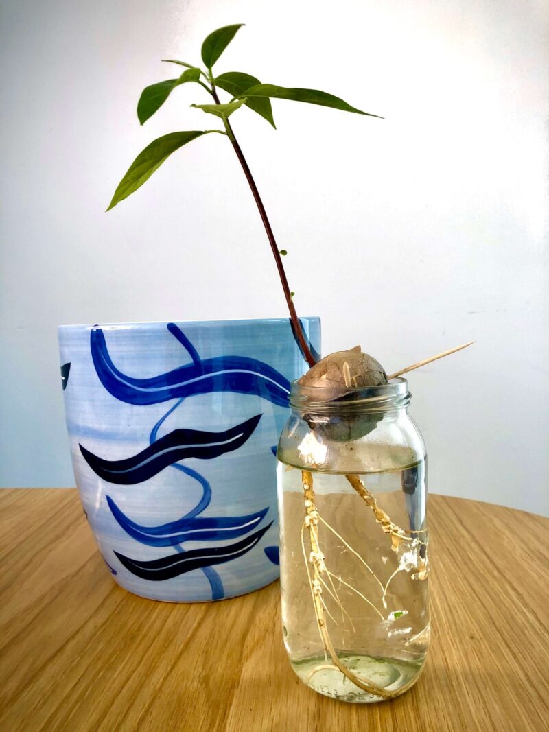 Avocado seed in jar of water with roots below and leaves above
