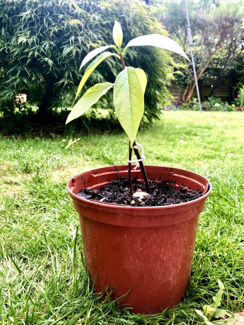 Avocado plant potted on from jar into a brown plant pot