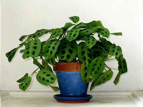 prayer plant in a blue pot on a table