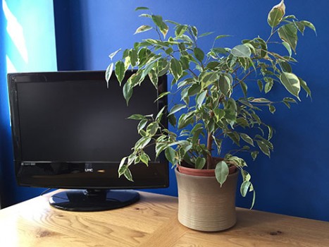 weeping fig in a brown pot on a sideboard next to a tv