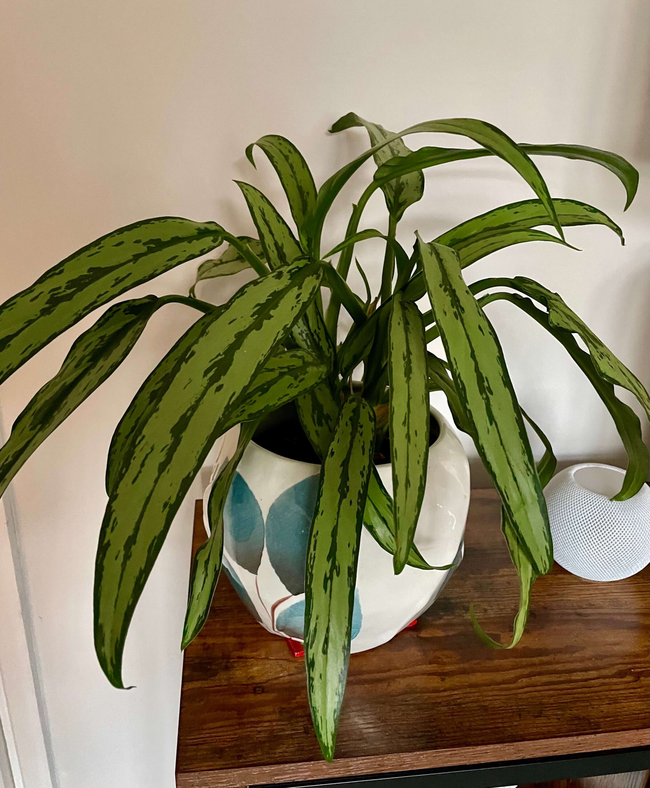 Chinese evergreen houseplant on a wooden sideboard